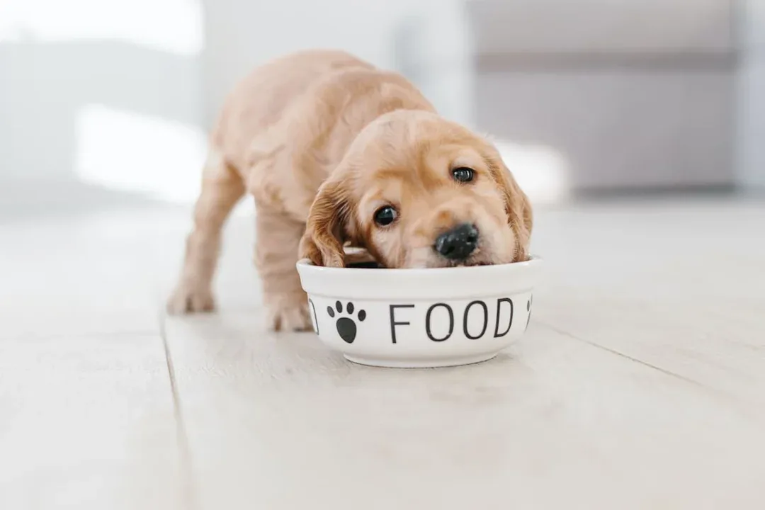 English,Cocker,Spaniel,Puppy,Eating,Dog,Food,From,Ceramic,Bowl