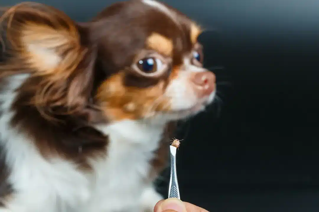 Dog,Tick,Bloodsucking,closeup,Of,Hands,Using,Silver,Pliers,To,Remove