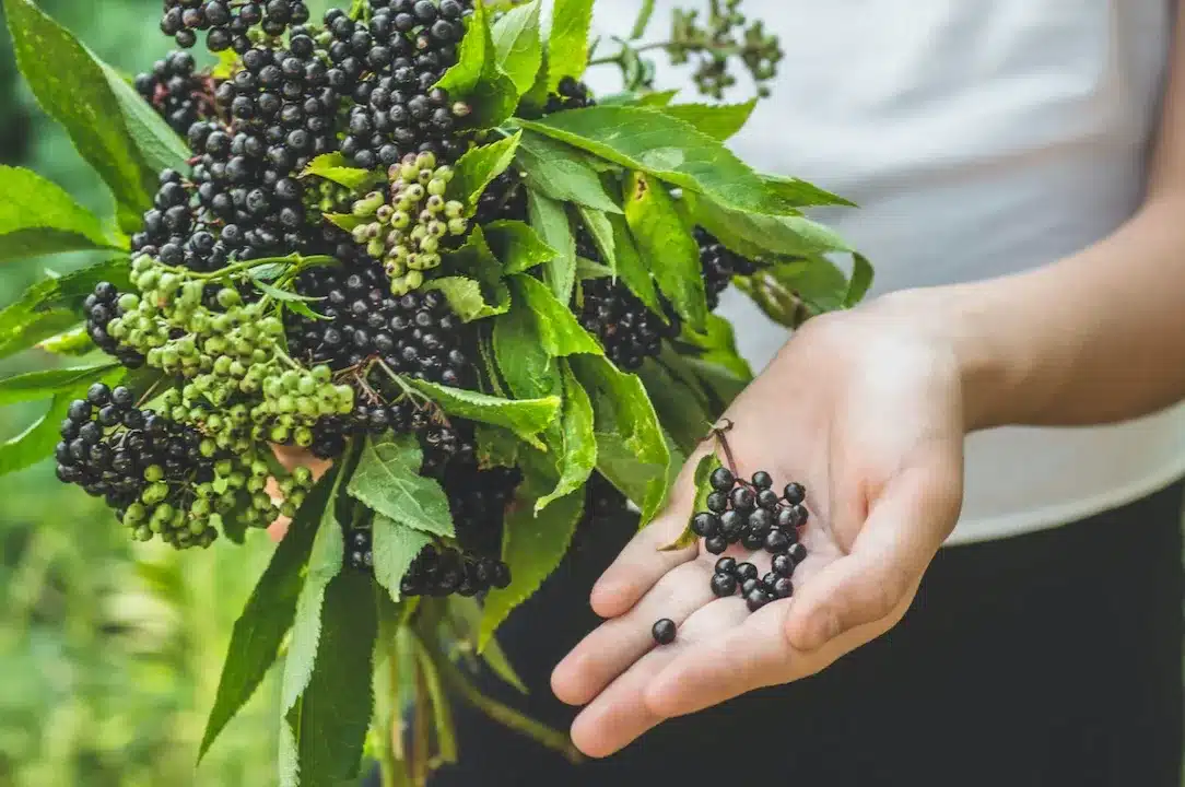 Girl,Holds,In,Hands,Clusters,Fruit,Black,Elderberry,In,Garden