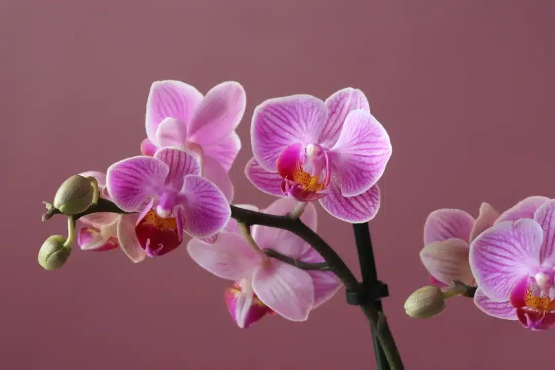 Pink,Orchid,Flower,Close,Up