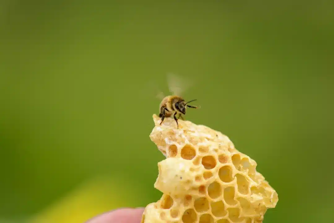 Honeycomb,With,Queen,Cell,From,Illegal,Building,With,Bee