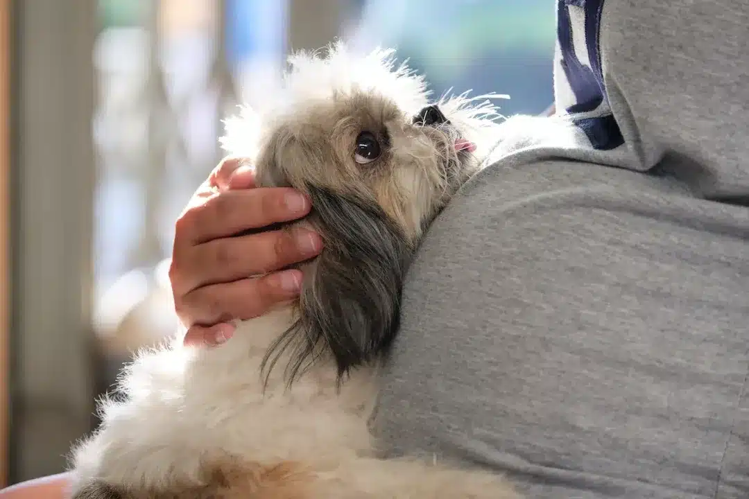 Asian,Pregnant,Woman,Holding,A,Shih,Tzu,Dog