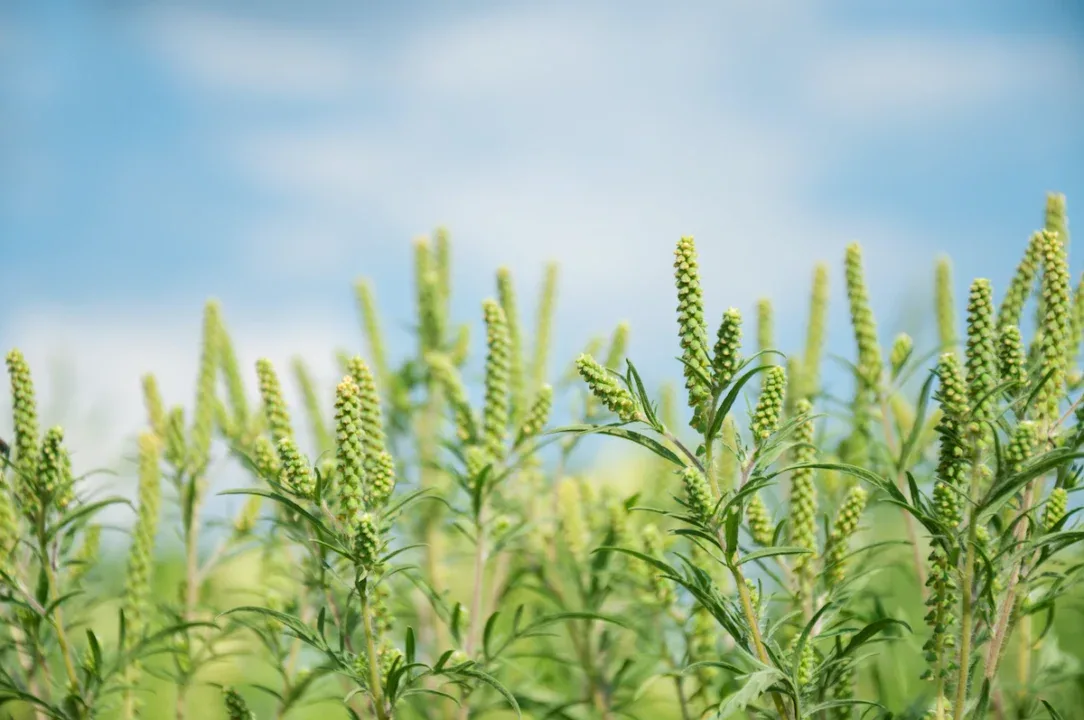 A,Young,Branch,Of,Ambrosia,Blooming,In,A,Field,Against